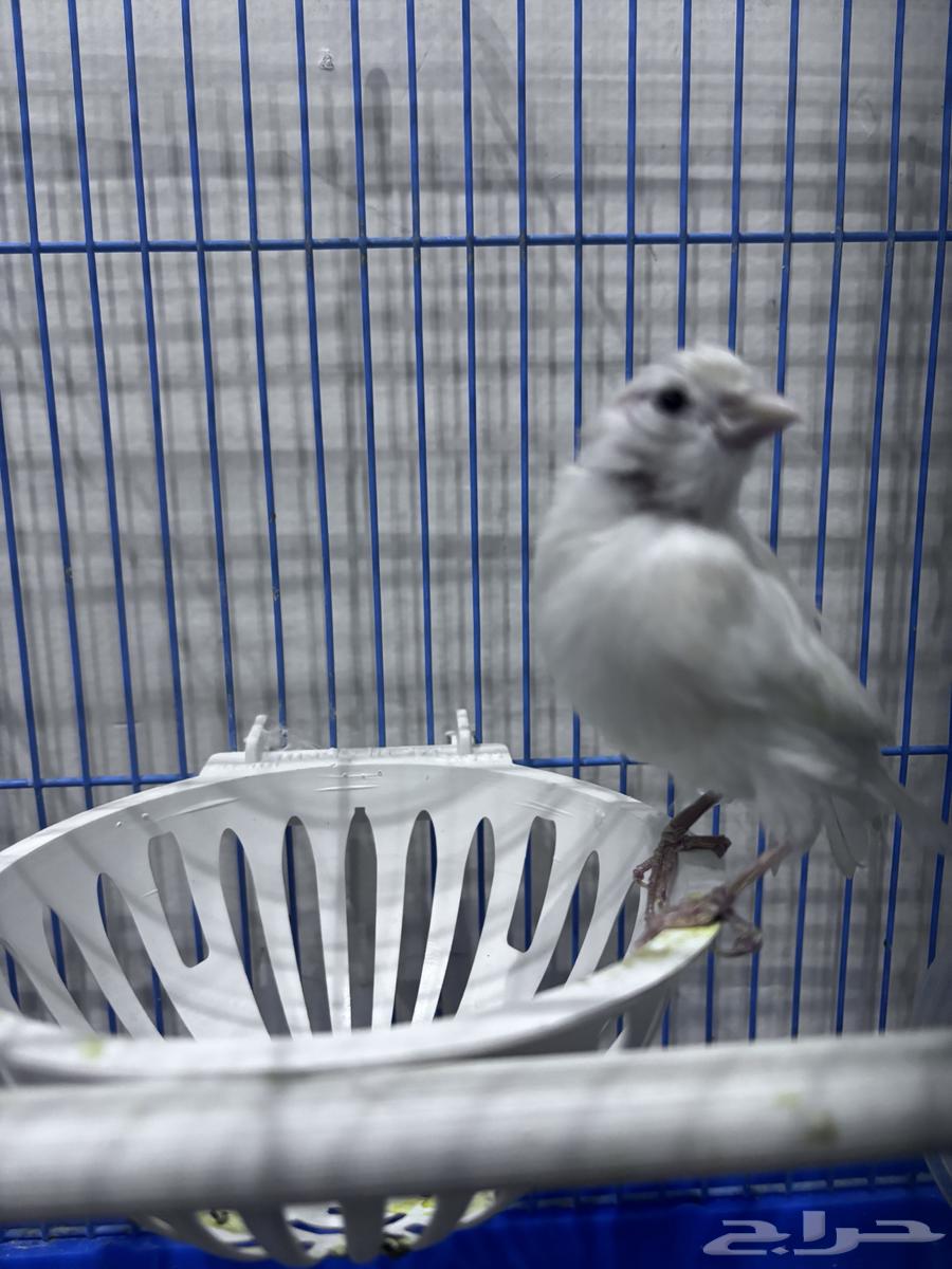 انثى كناري جاهزه64382597018627111