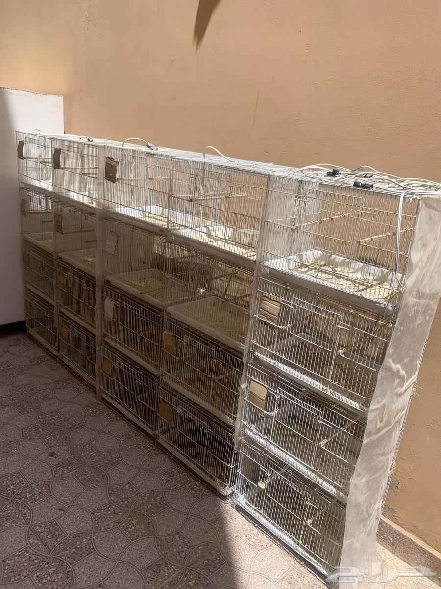 Bird Net64382321304833111