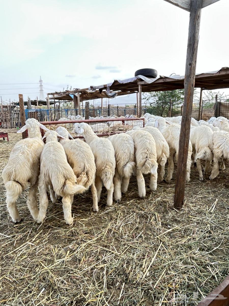 ذبايح حريه طليان و رخال64384562872963114