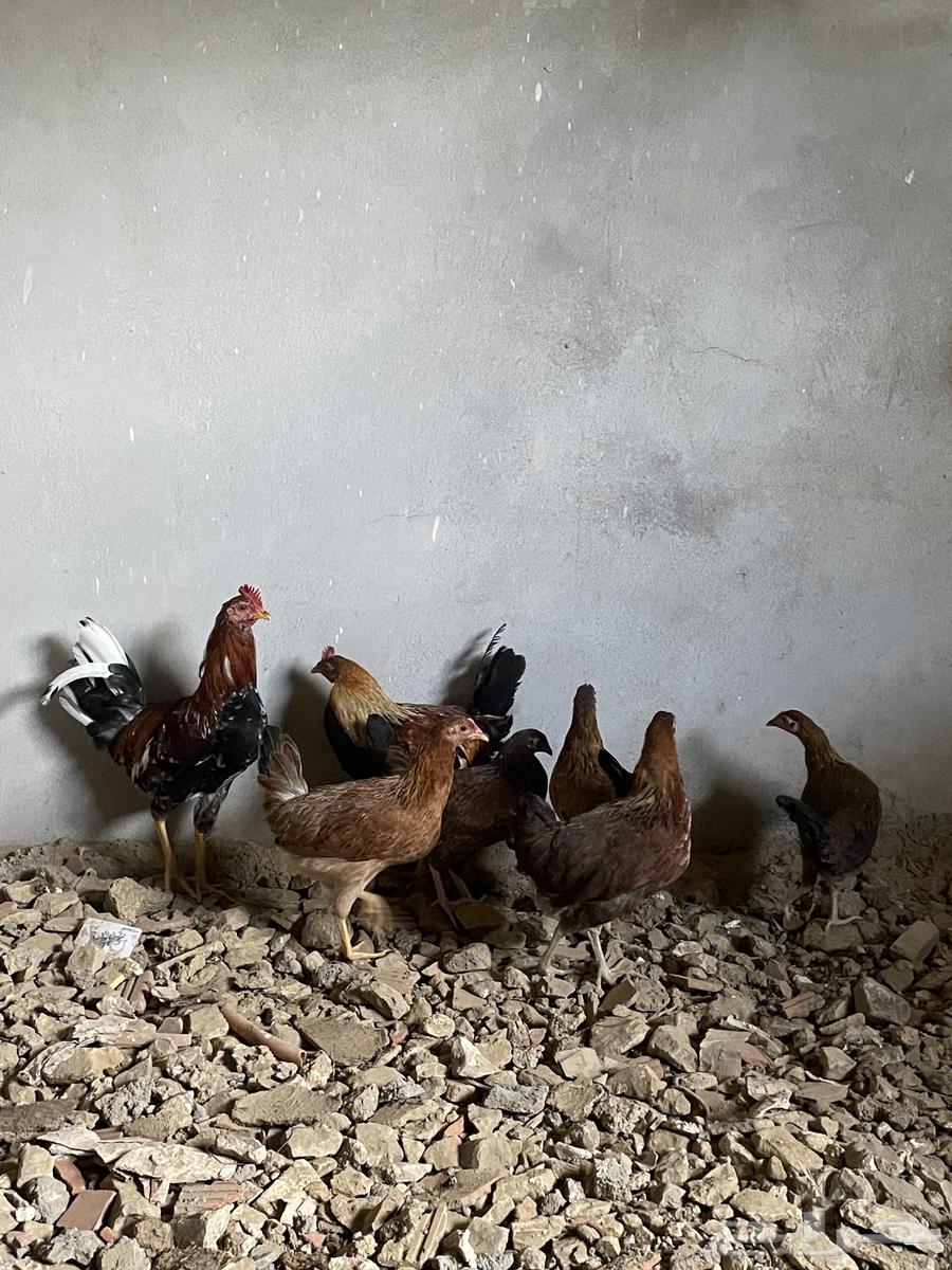 دجاج بلدي للبيع64388399247363110