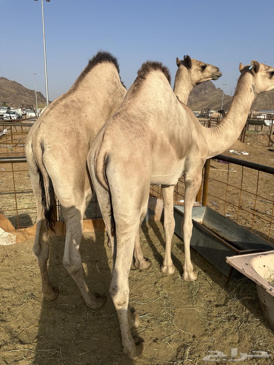 Quality sitting cushions for events and occasions64380183233027112