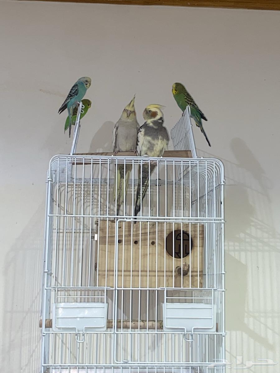 جوز كروان مع فرخ64380075462403112