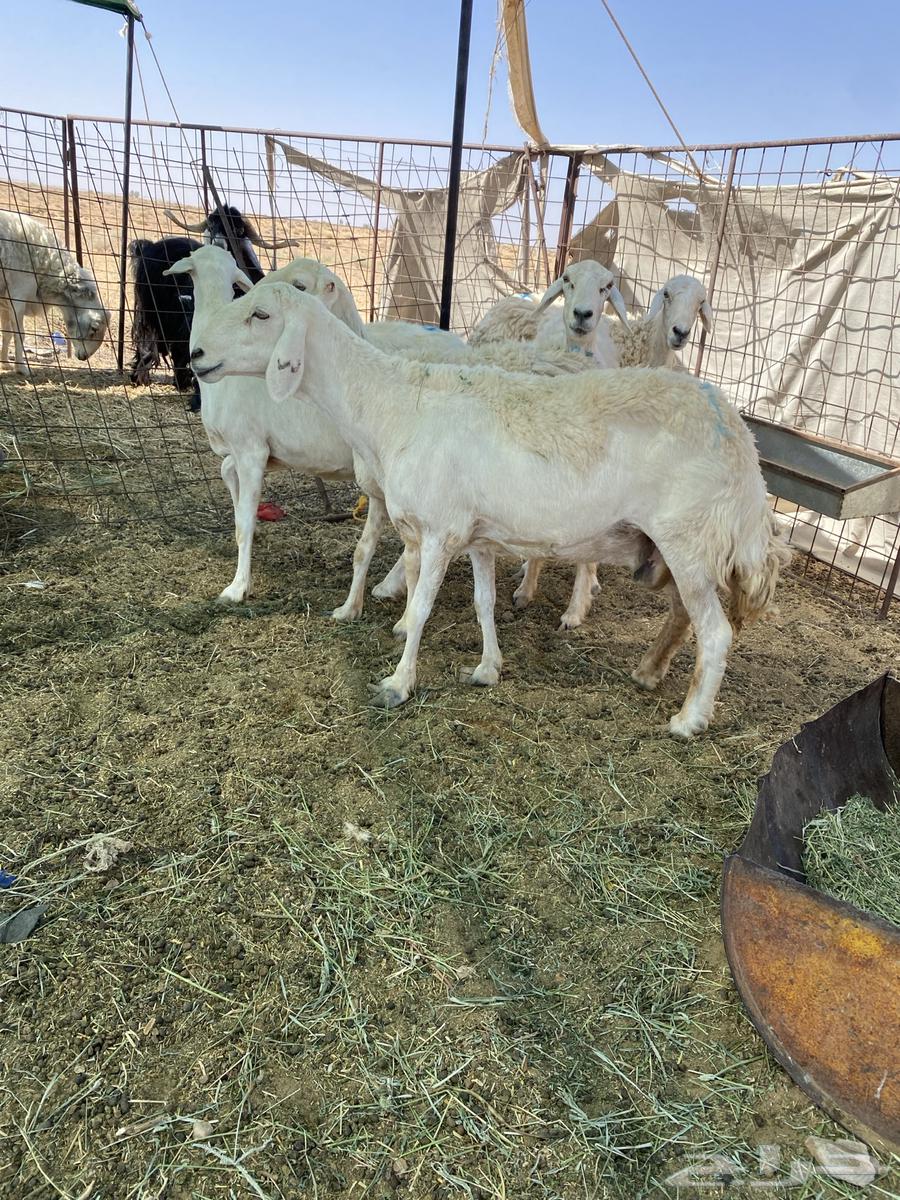 شياه حريات دفيع ومضاريع فحص سونار64381067961859112