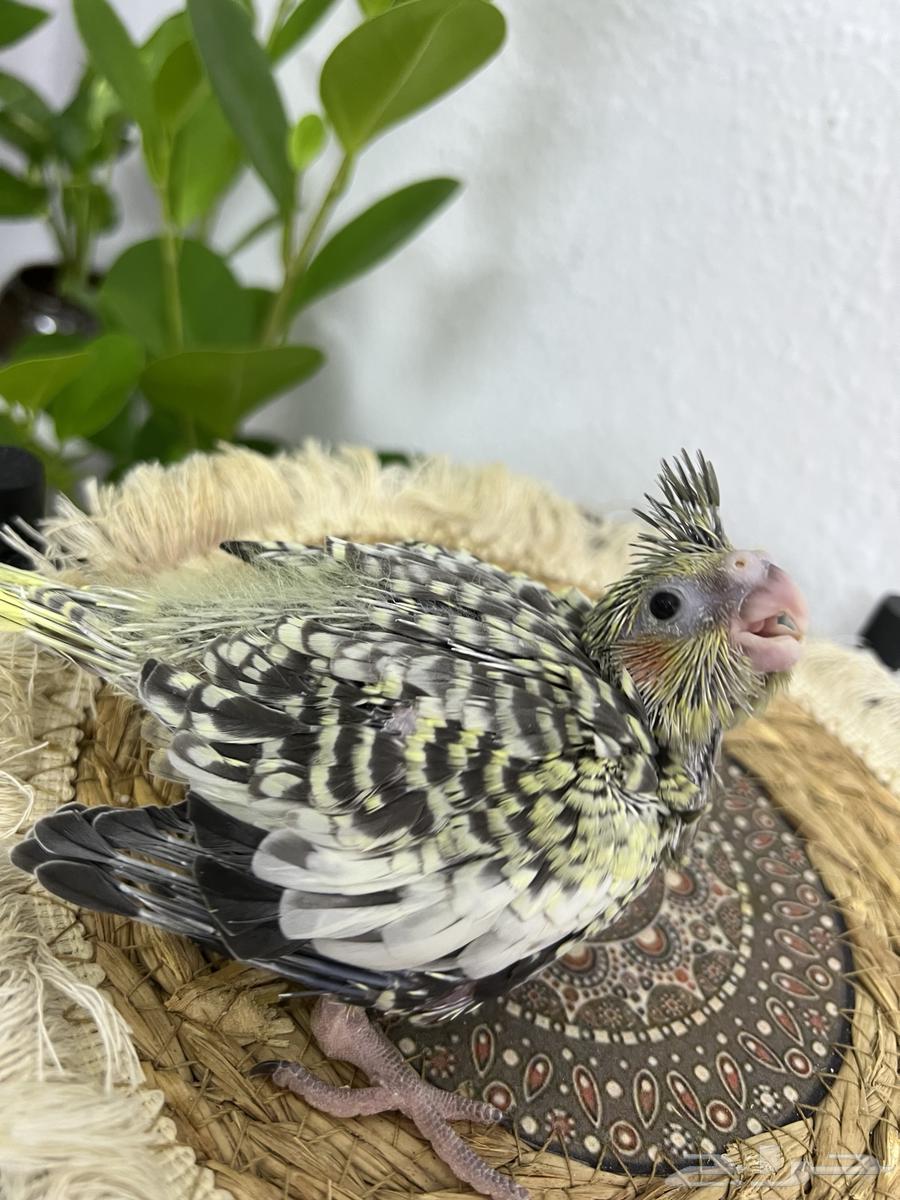 فروخ كروان64377929854723110