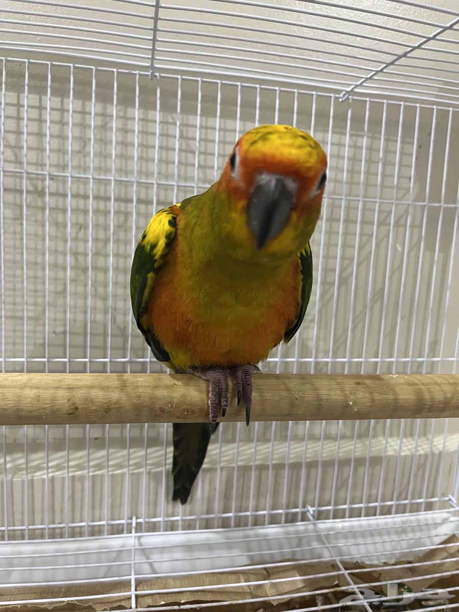 Sun Conure64385258216323110