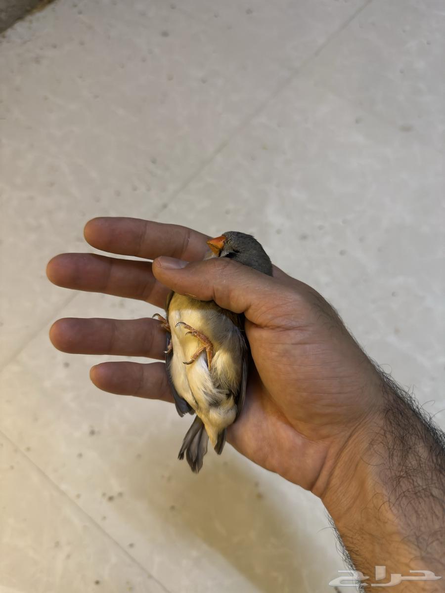 8 أزواج زيبرا. ( تم البيع )64391405168898112