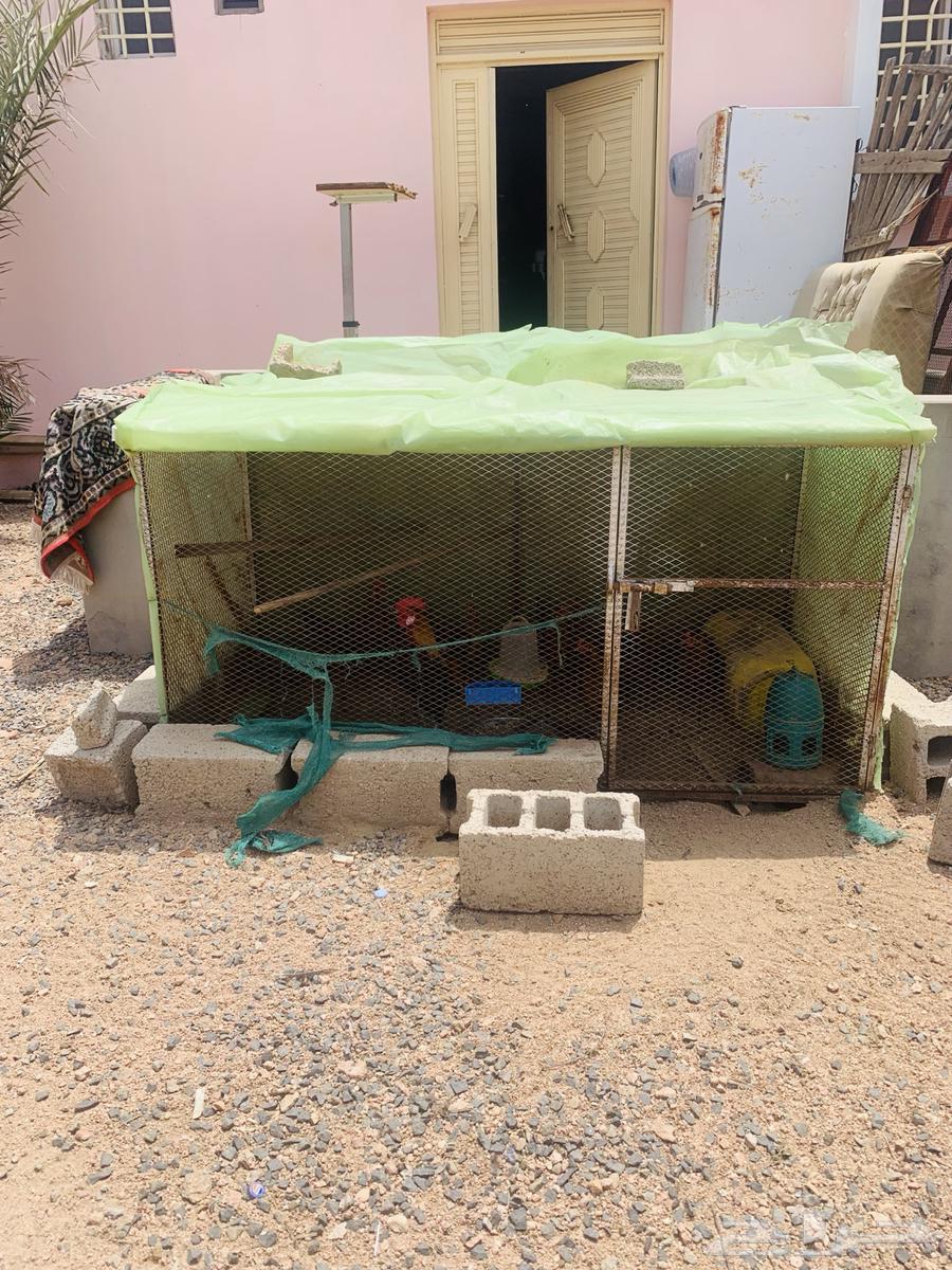 شبوك مستخدمه للدجاج64385244206209110