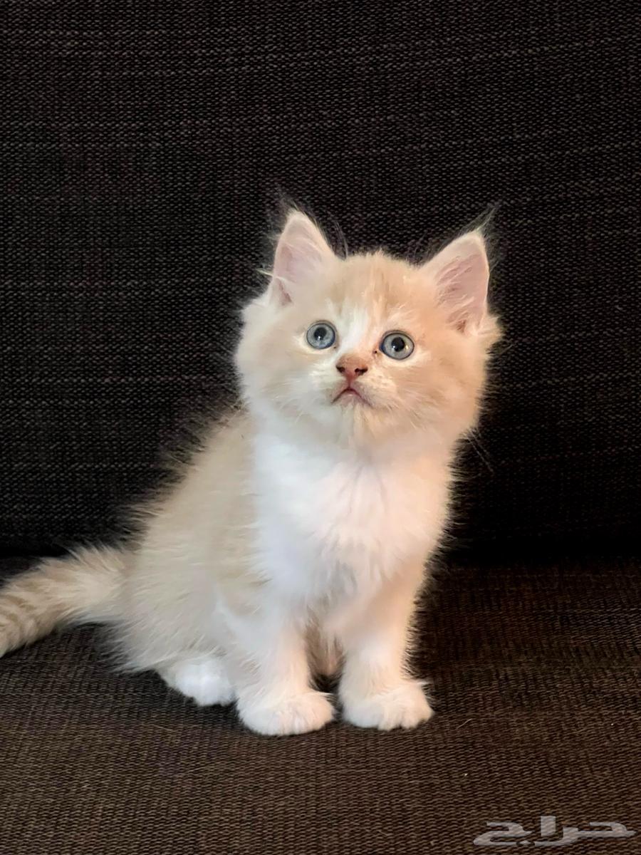 القطط الجميلة شيريازي للبيع64390651459075113