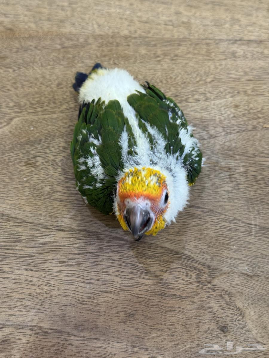 فرخ صن كنيور (((تم البيع)))64382955875331110