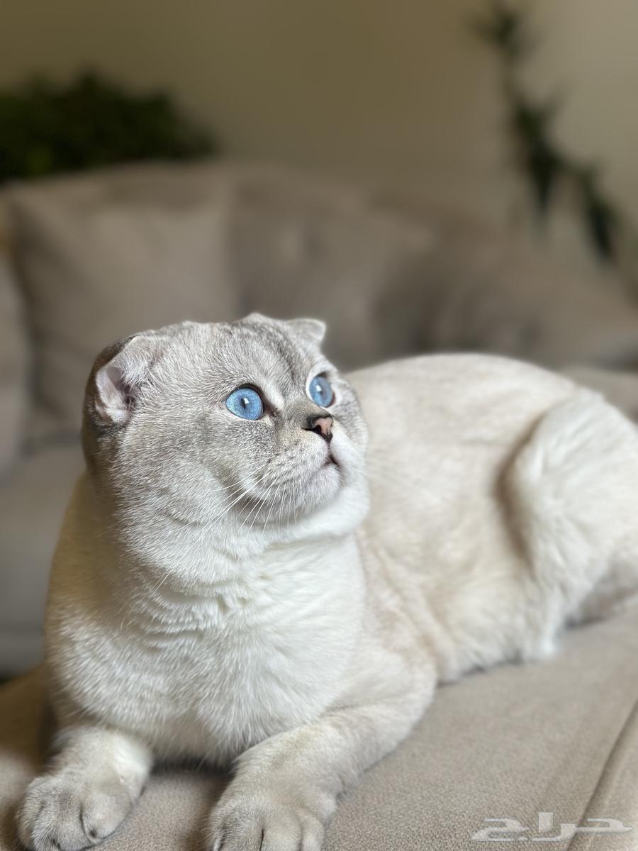 Cats for mating64386487426691111