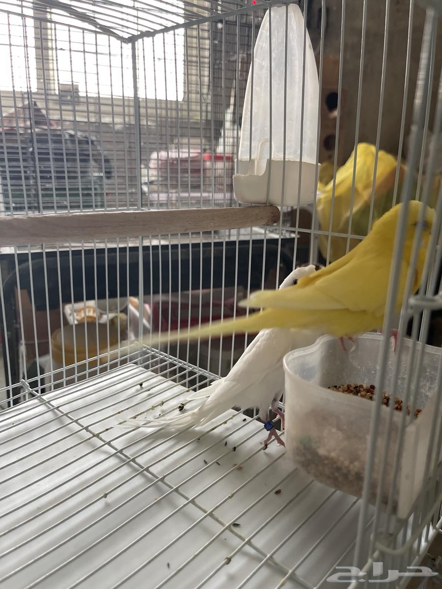 جوز بادجي البينو ولاتينو مع 3 فروخ64381370359683113