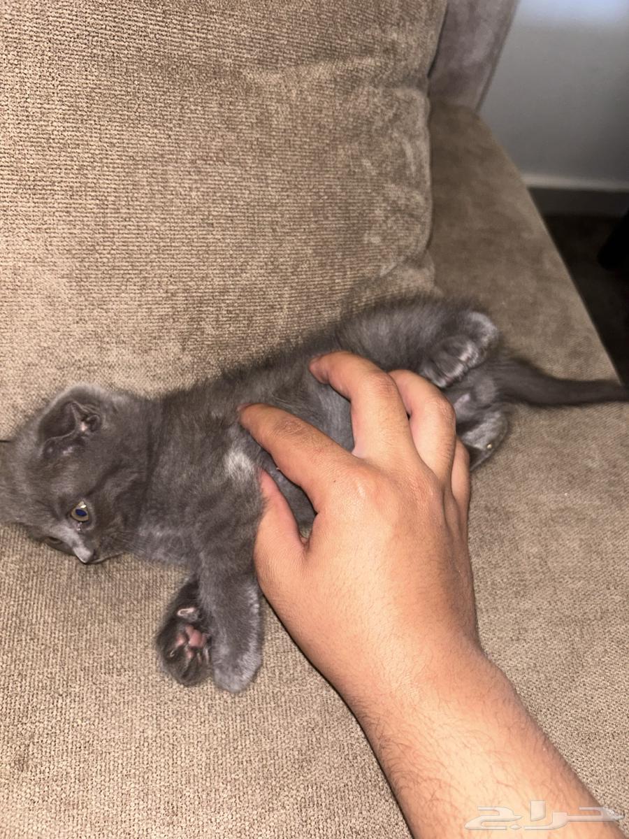 قط سكوتش فولد للبيع64385174839937112