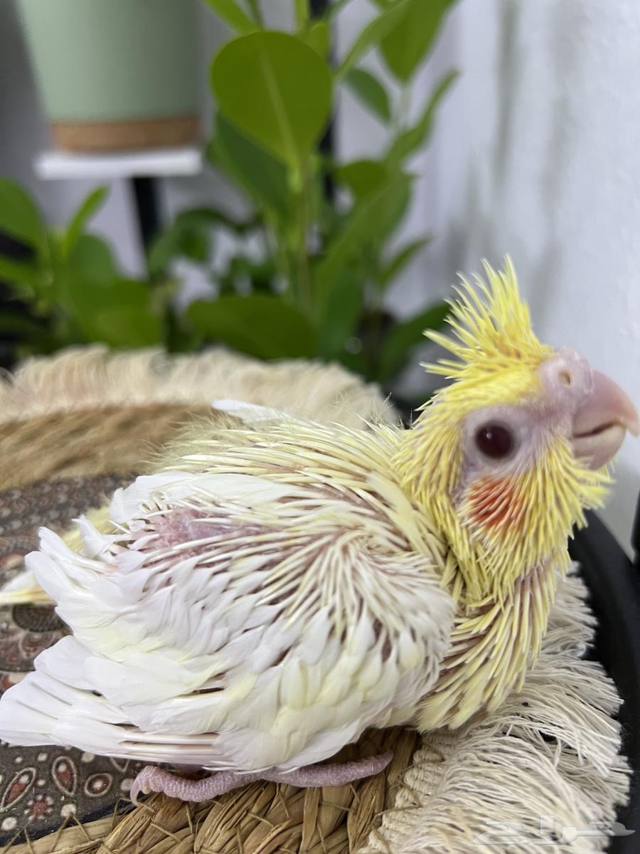 فروخ كروان64377929854723113