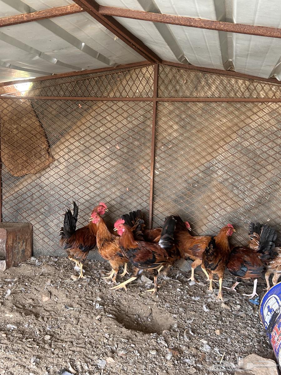 دجاج بلدي64382059318787113