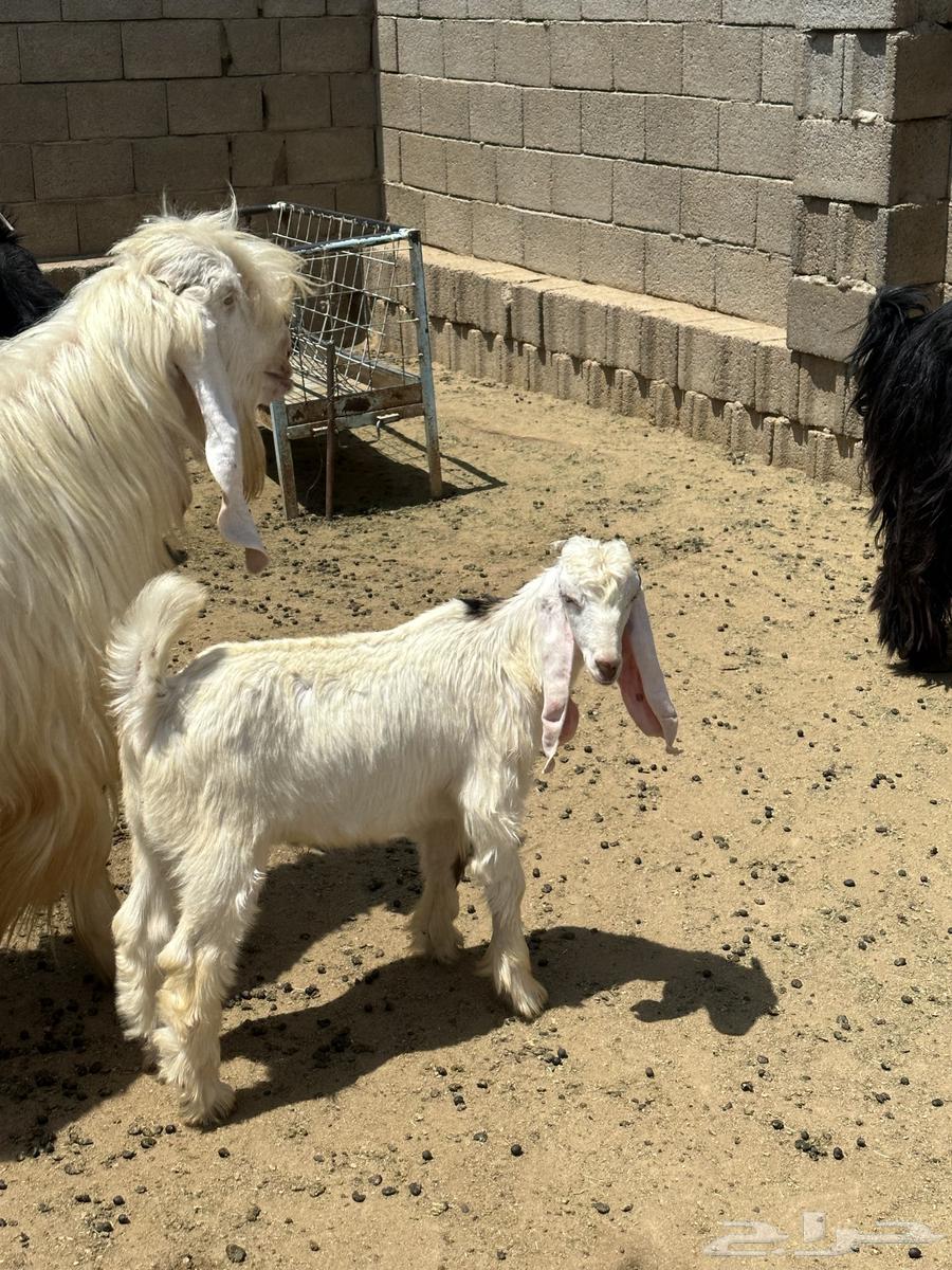 Goat with two underneath64383122598019114