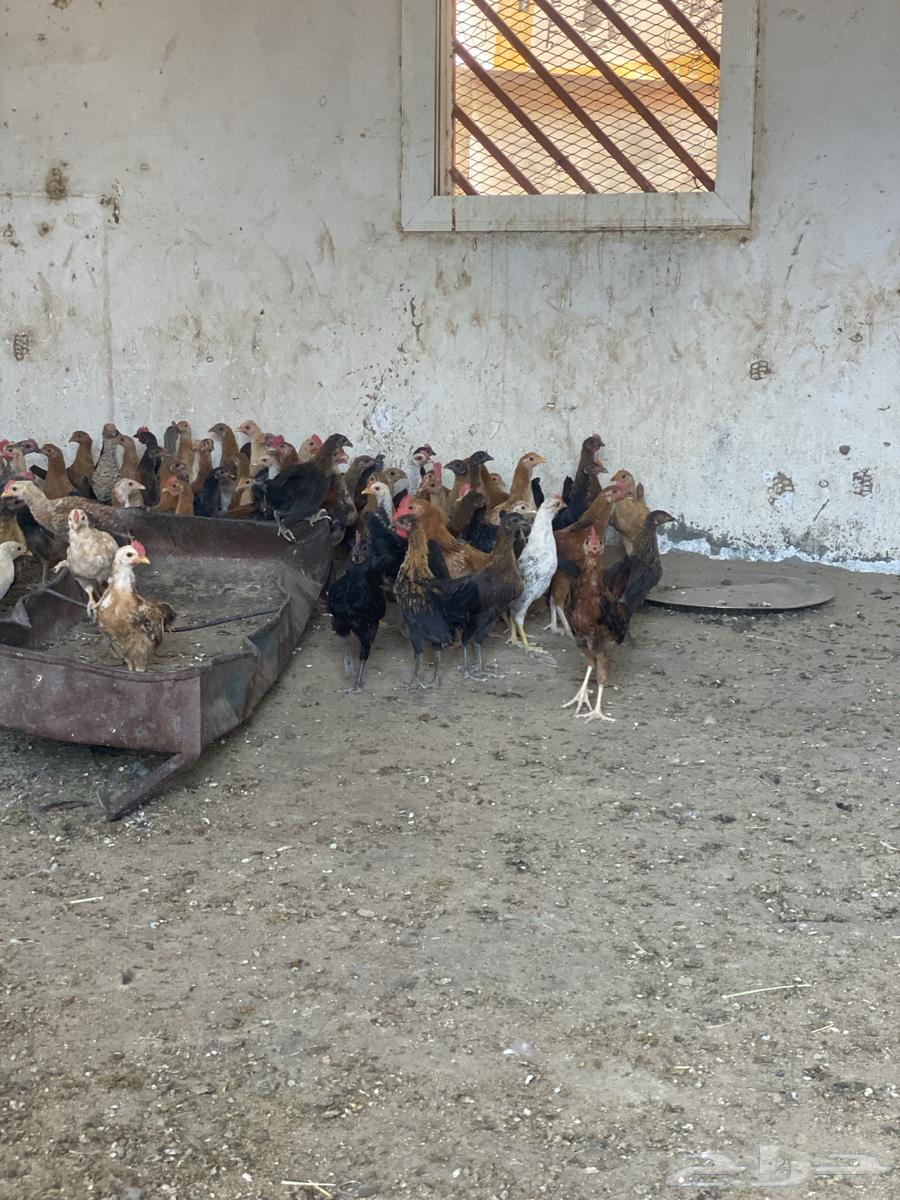 البيع دجاج العمره الثالث اشهور العدد 100 دجاج64382721312771113