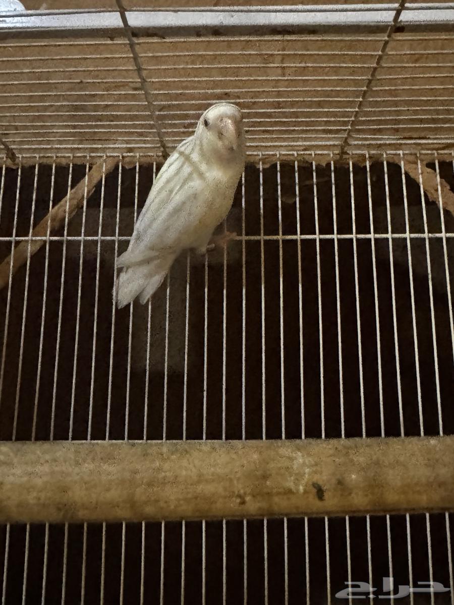 للبيع فرايد روز64379941785985111