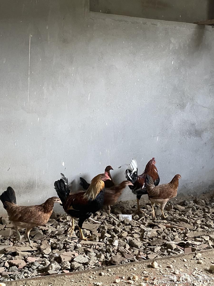 دجاج بلدي للبيع64388399247363112