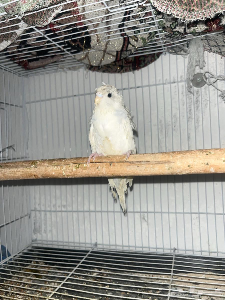 انثي بادجي هوقو64380652806657110