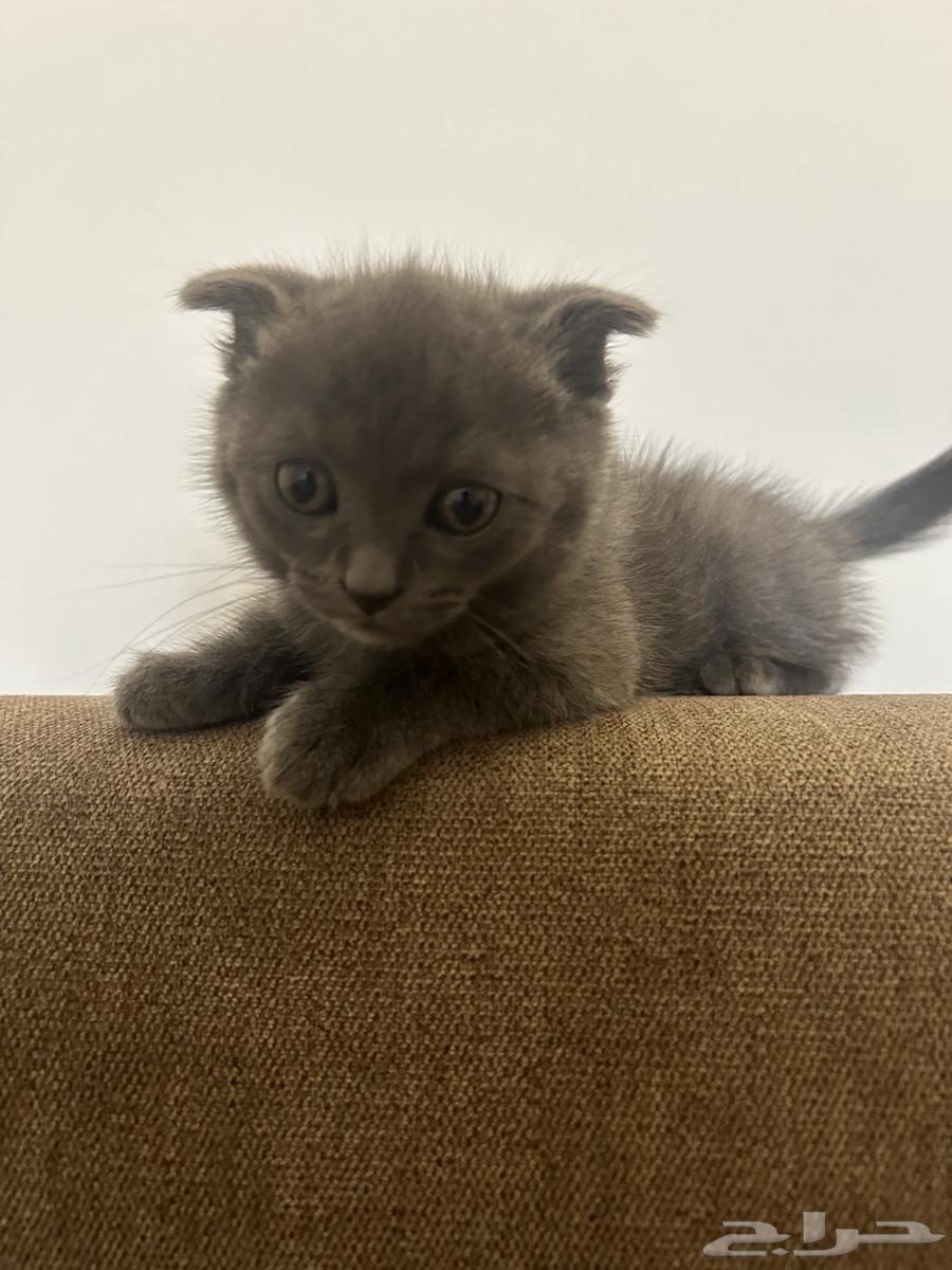 Scottish Fold64378397042433110