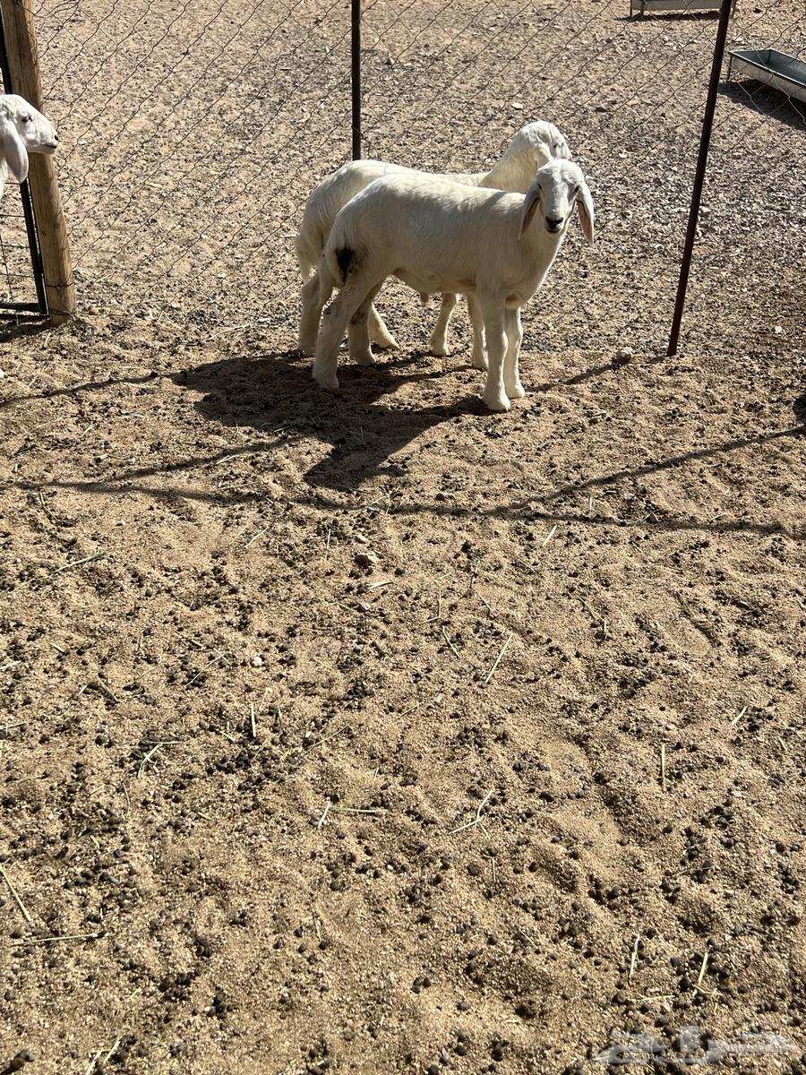 طليان حرية عدد 764380806452611111