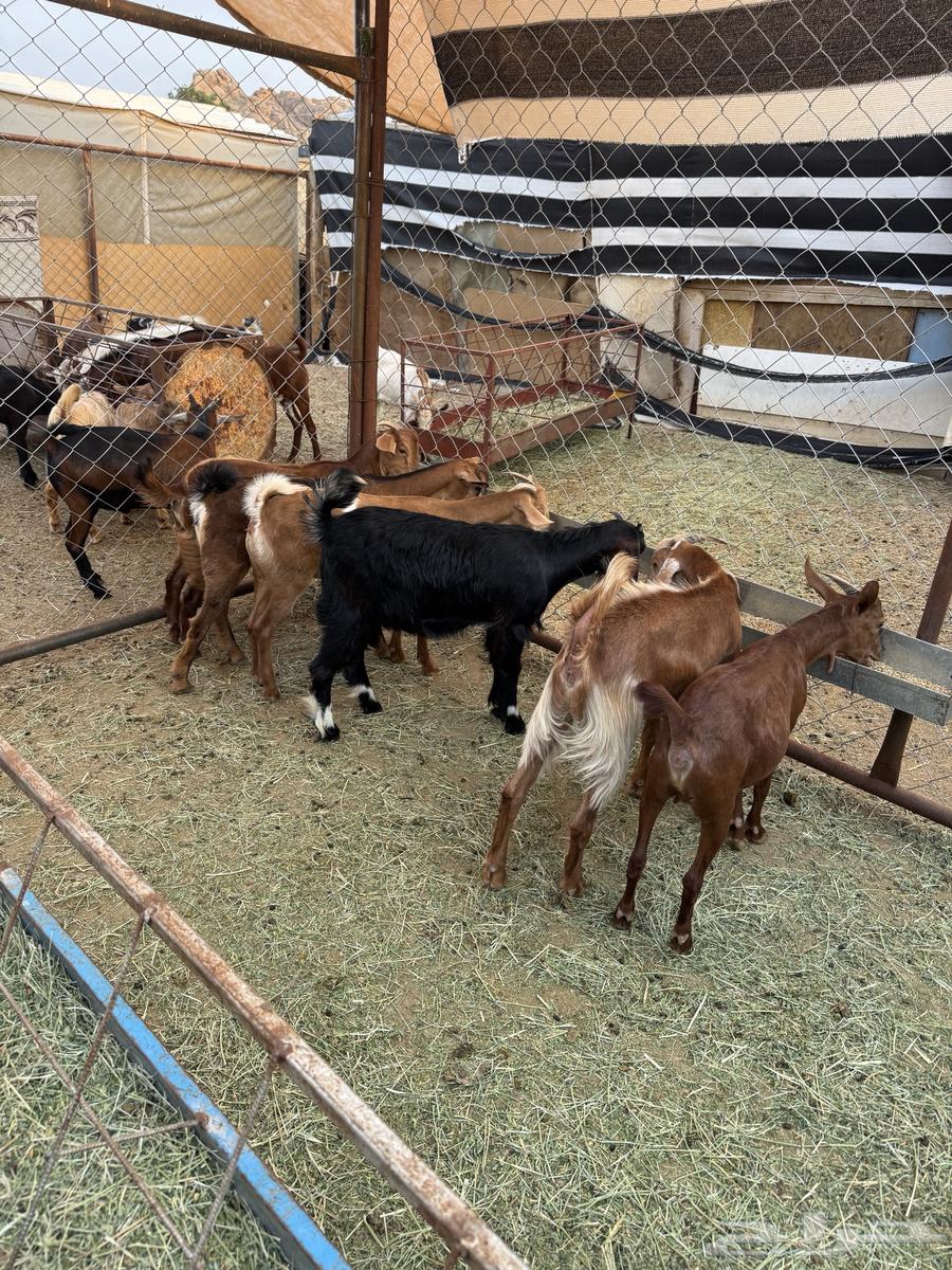 عنقان ذبايح او تربيه64384396565762114