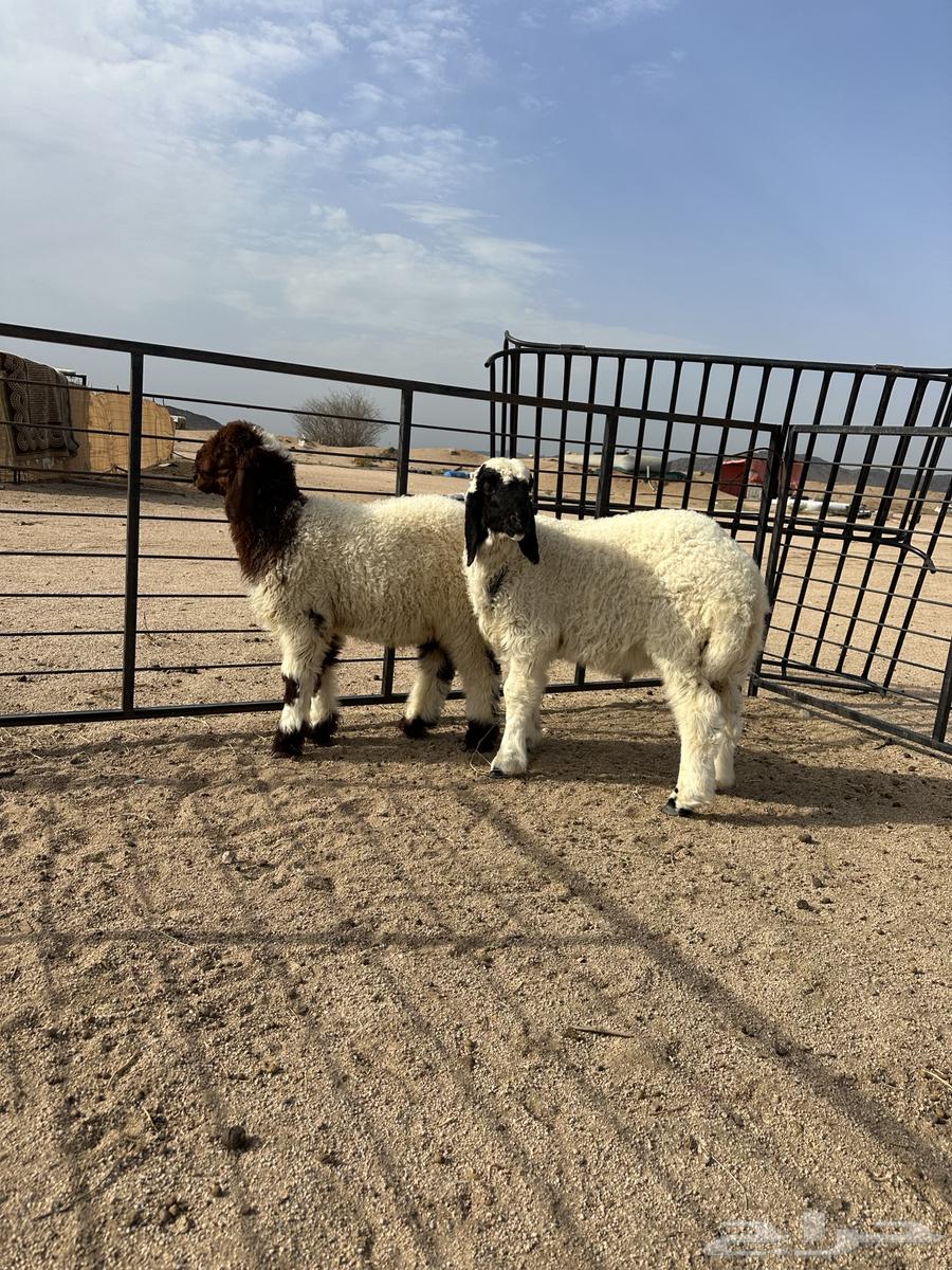 طليان نعيمي لباني فاخر مقفلة شحم64381562188033111