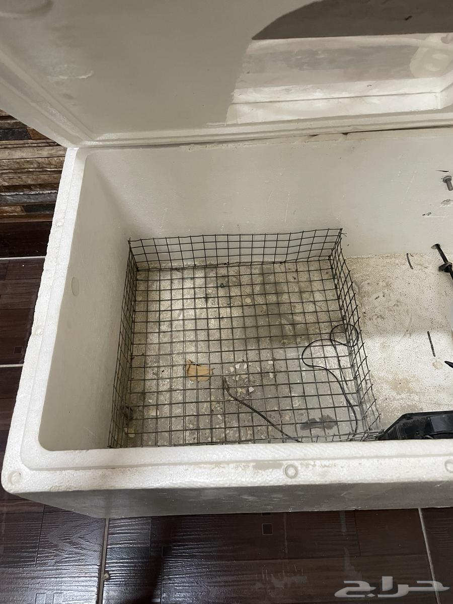 فقاسه للبيع الموقع الخرج64382362338946111