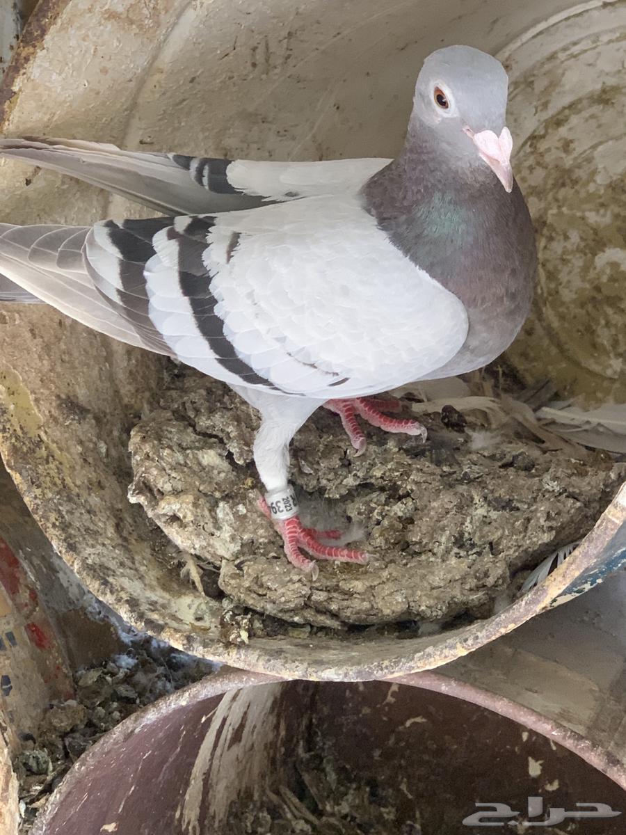 حمام زاجل سباق64390981587074110