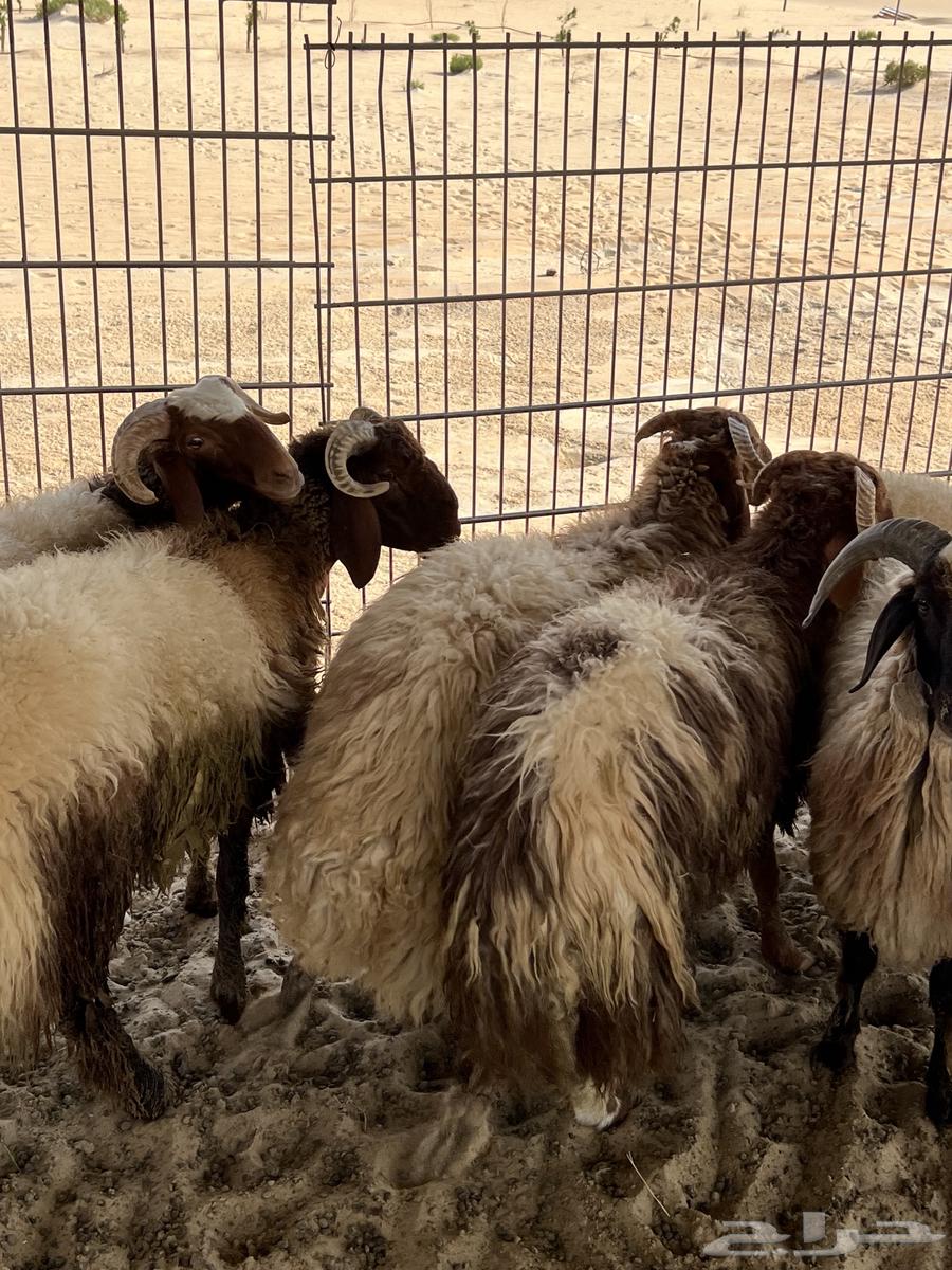غنم للبيع64380929857282110