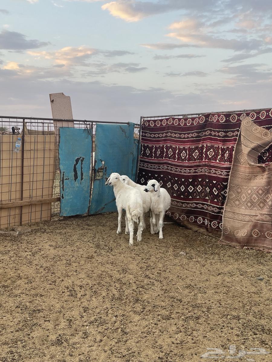 Sheep64387912442499111