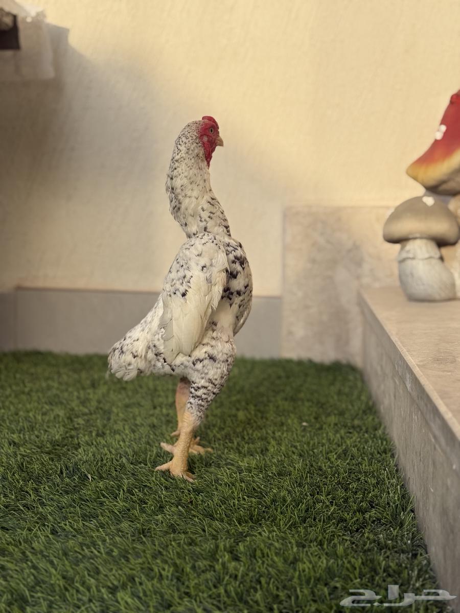 للبيع طقم كوشامو او فايتر الماني فاخر64379805187841111