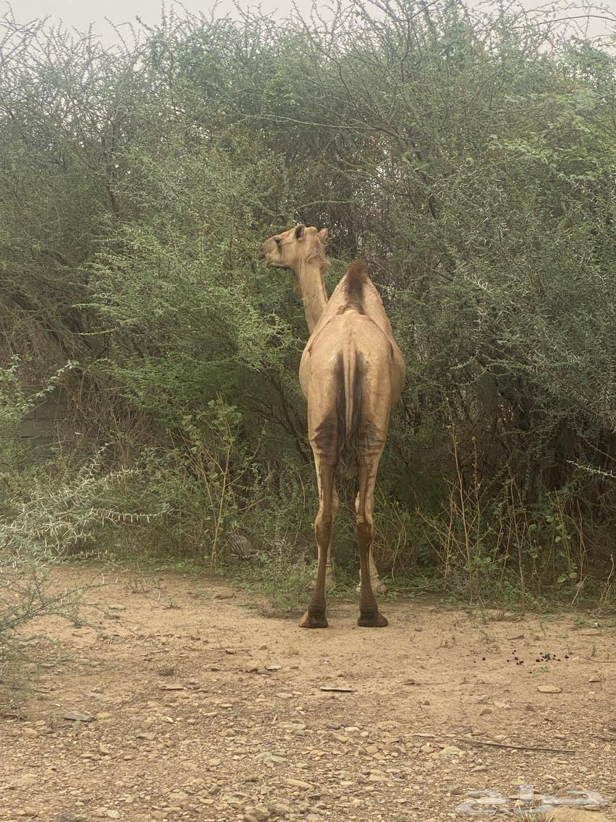 ناقة جنبة لها خمسة شهور64391437577219110