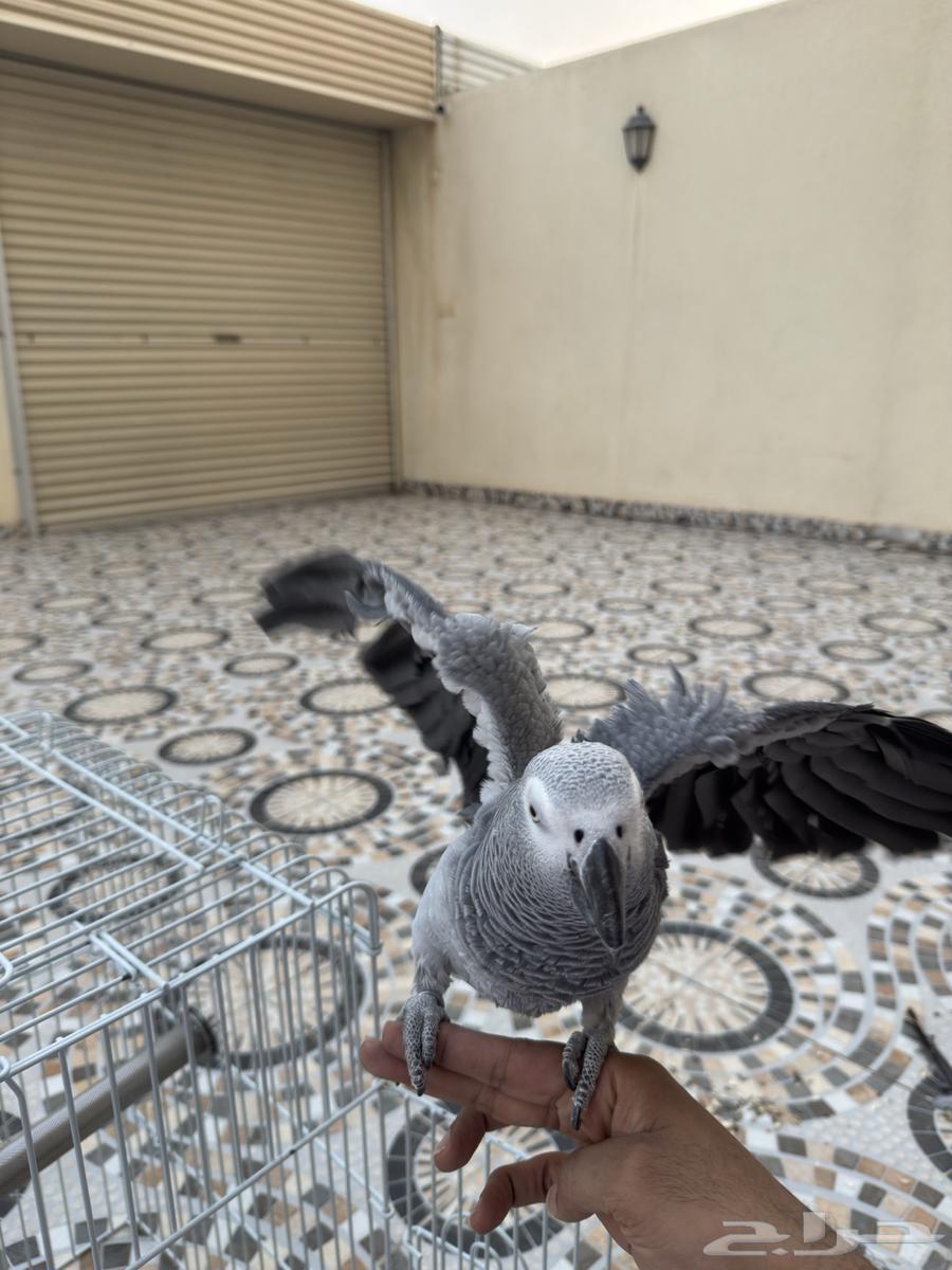 Alif Mutation Helmet64381328509058110