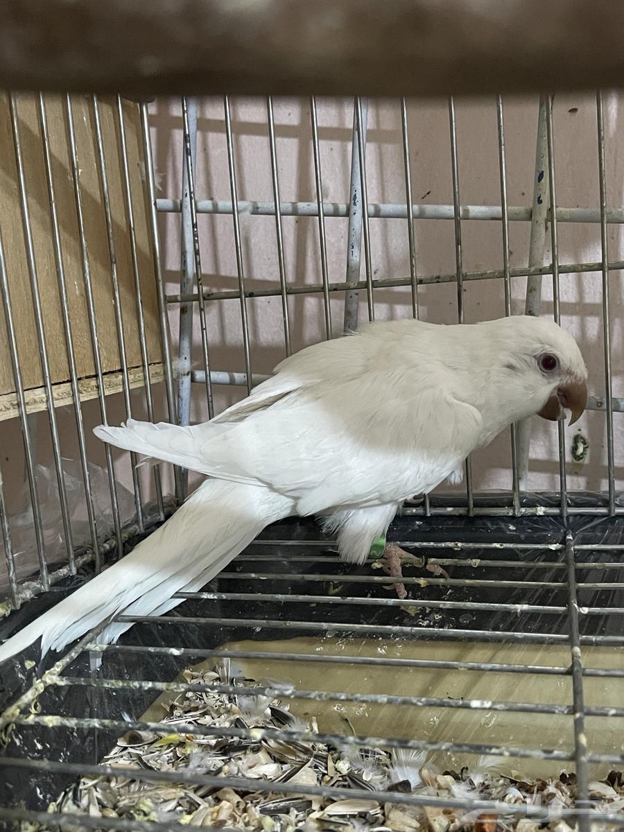 Quaker Bird64388757205121111