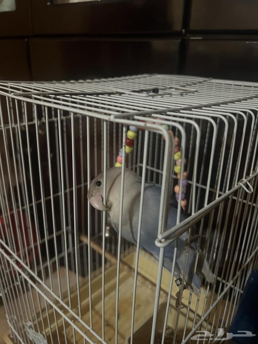 عصفور روز للبيع64389957533570110