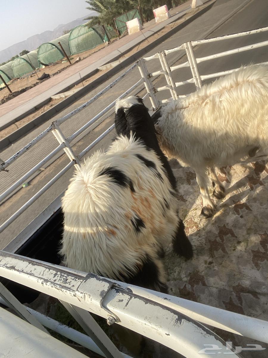 خروفين بلدية للبيع64380212283267110