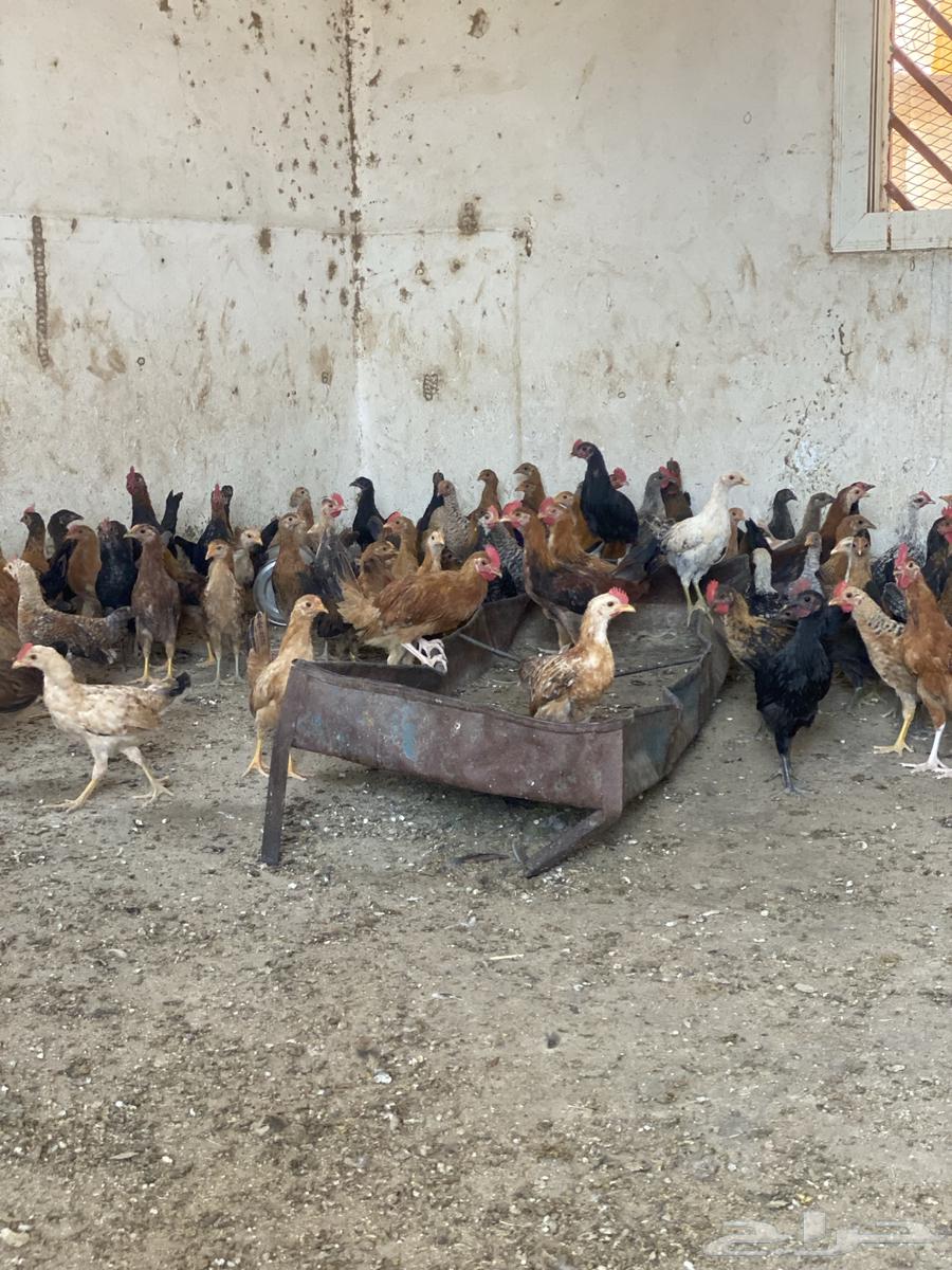 البيع دجاج العمره الثالث اشهور العدد 100 دجاج64382721312771111