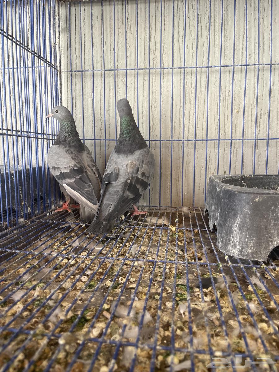 للبيع جوزين صنعاوي64381082223874111