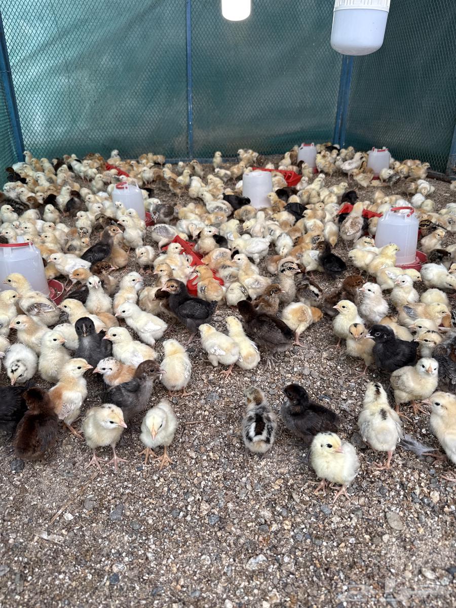 صوص بلدي64380139989506112