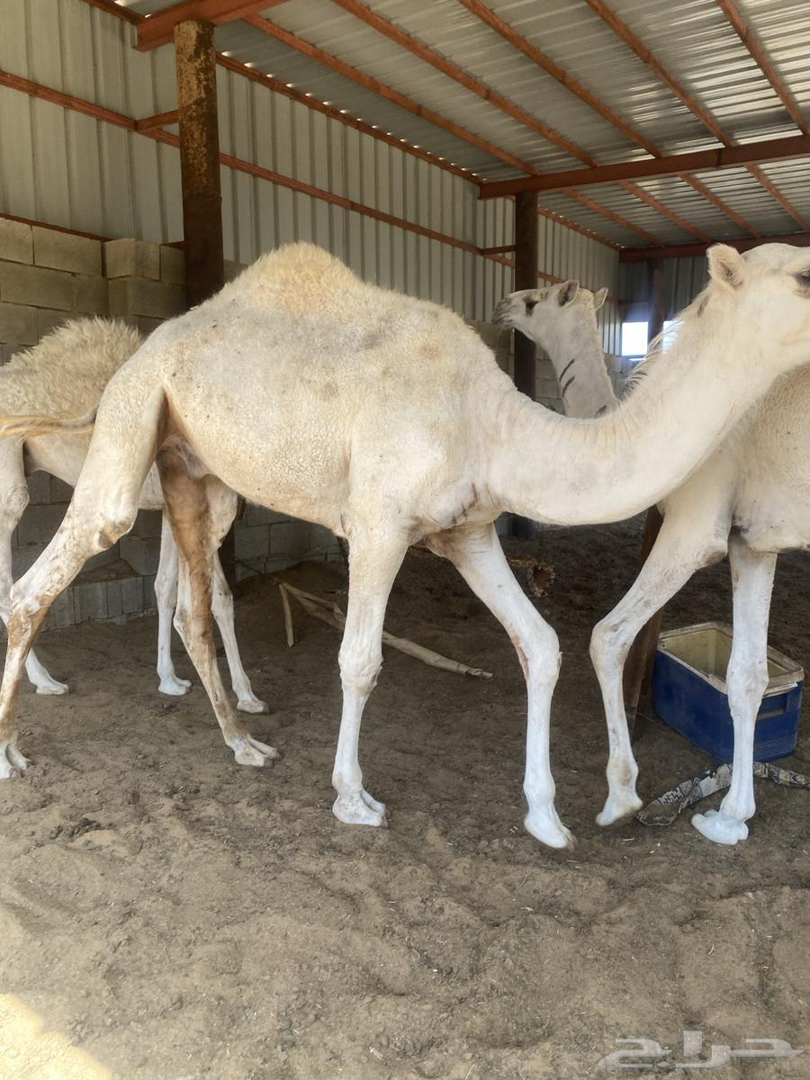 For sale: two white colts, one around five months old and the other a breeding project64384409948545112