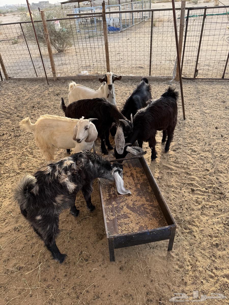 6 تيوس للبيع64388578456195110