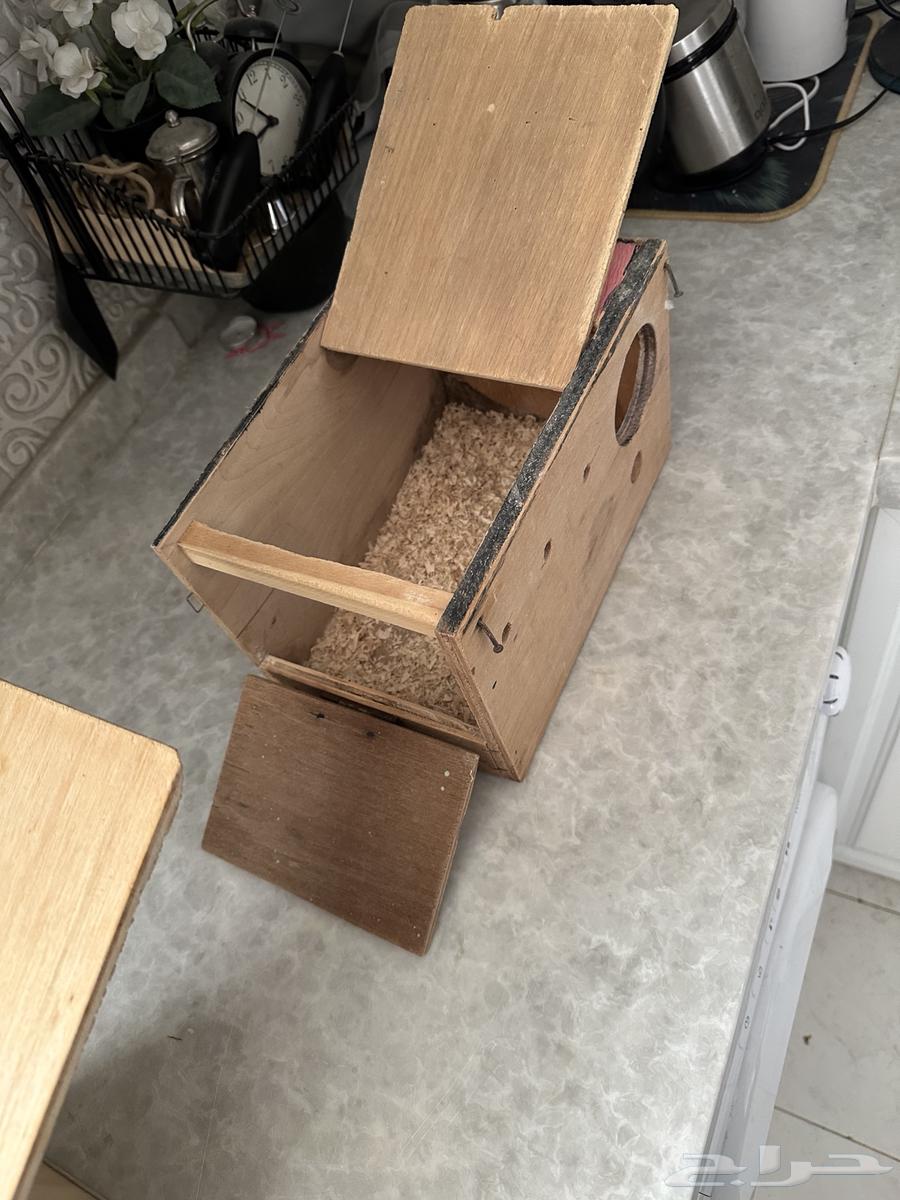 بيضات خشب64384203349505113