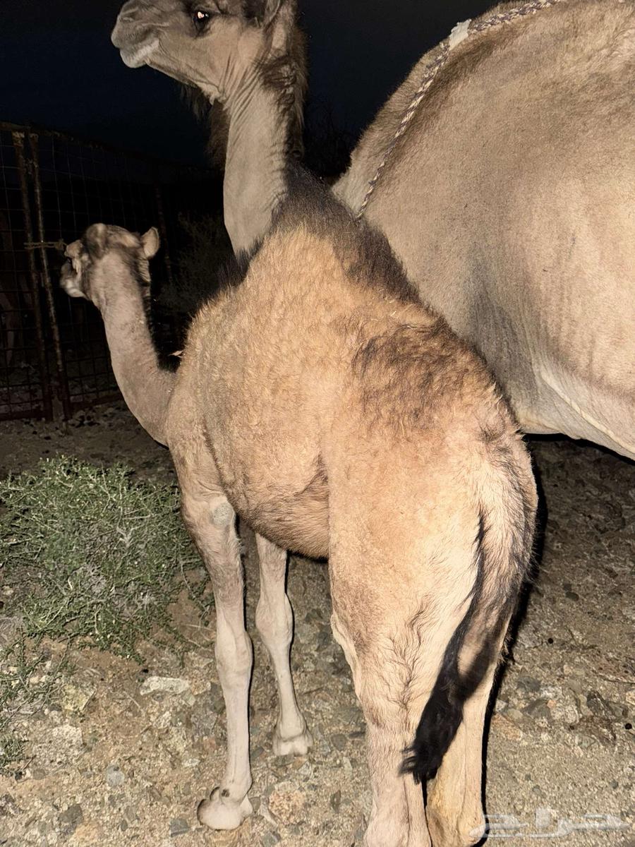 قعود للبيع64391838557441111