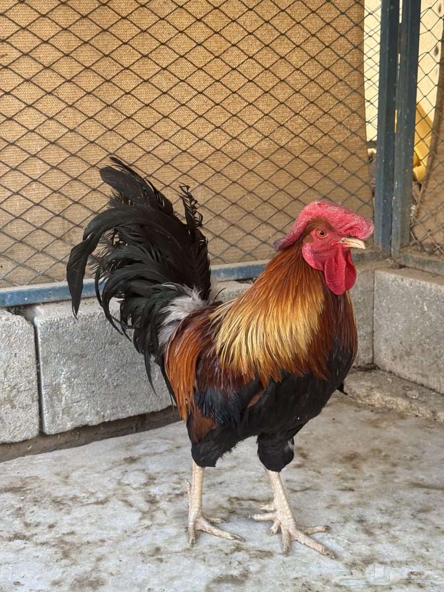 Big rooster free details in my previous ad64387579051395110