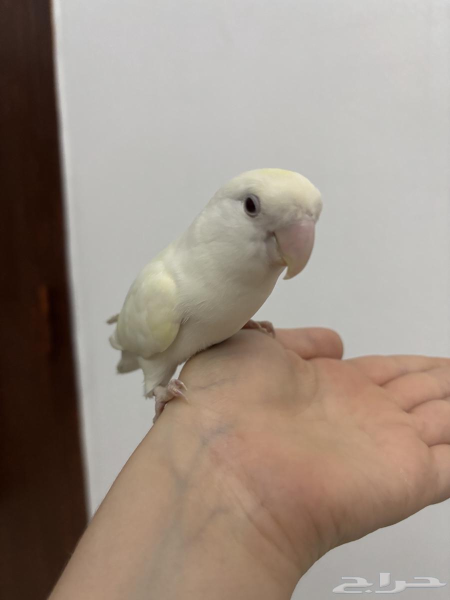 روز البينو أنثى هدد داخلي منتجه64392168926339111