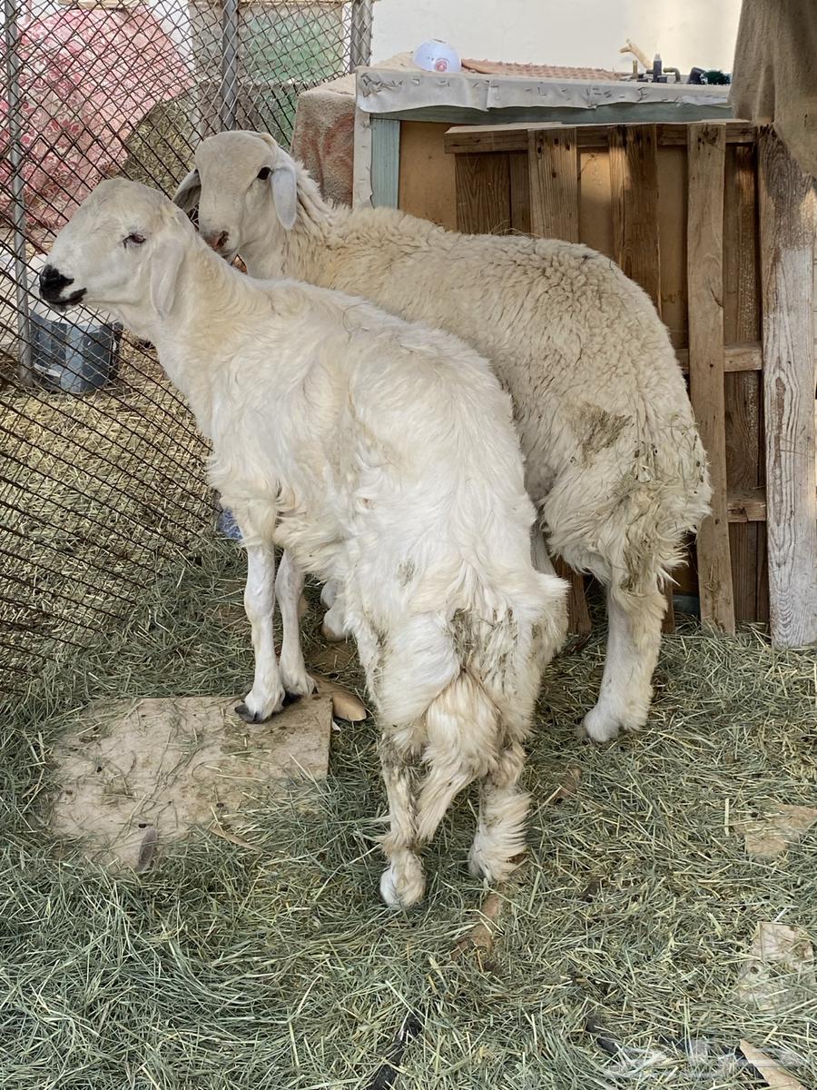 Sheep64386978882562111