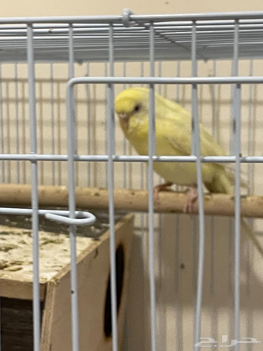 عصفور نوع باجي64383898827266111