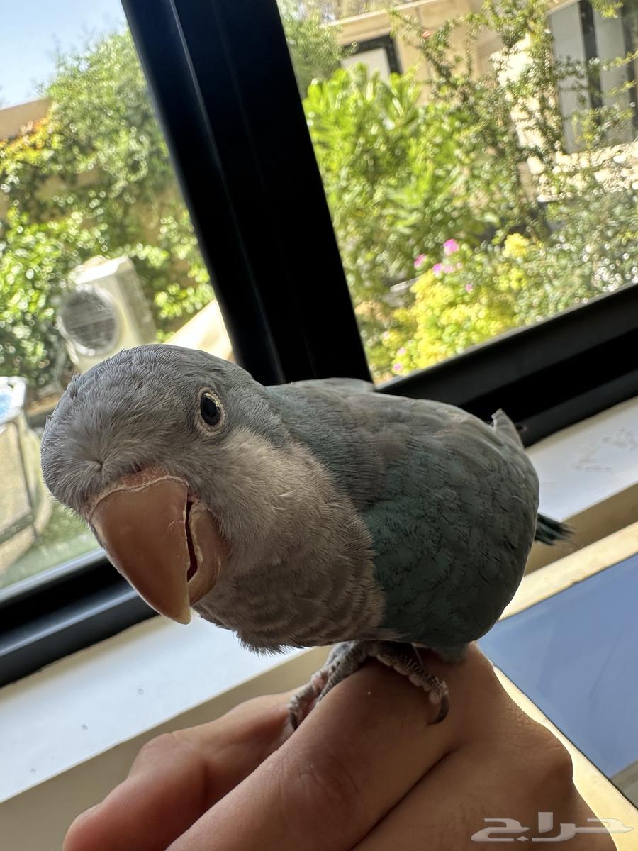 طير الكويكر اليف64381507940738112