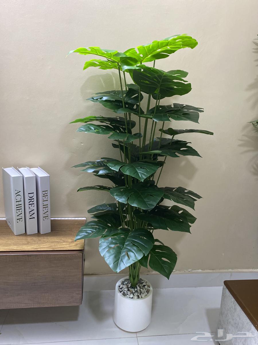 اشجار للزينة جديدة64378193651201112